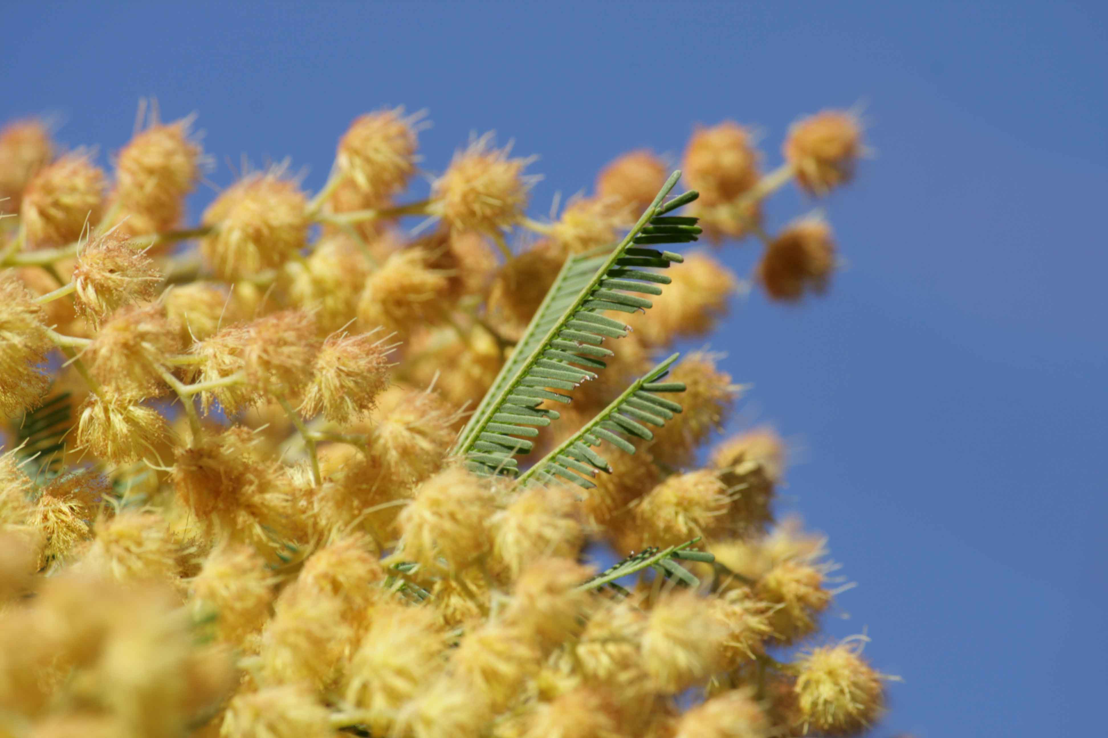 Acacia dealbata
